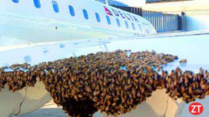 Bees on Delta Airplane Wing Cause Flight Delay